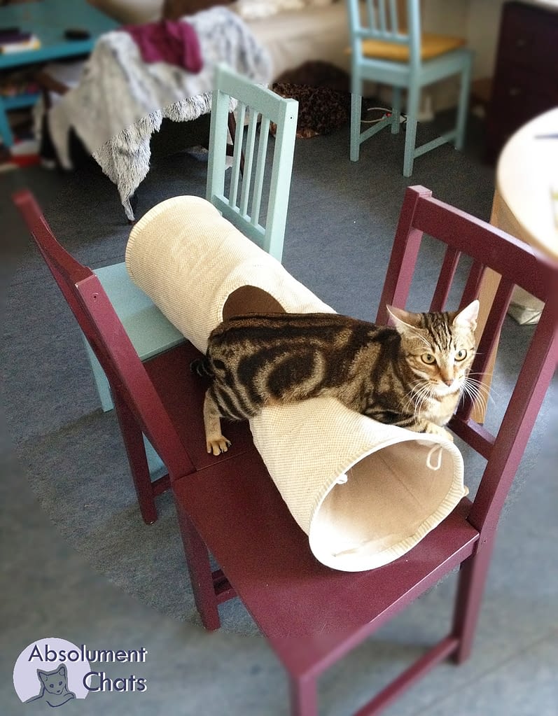 Vacances Quel Mode De Garde Pour Notre Chat