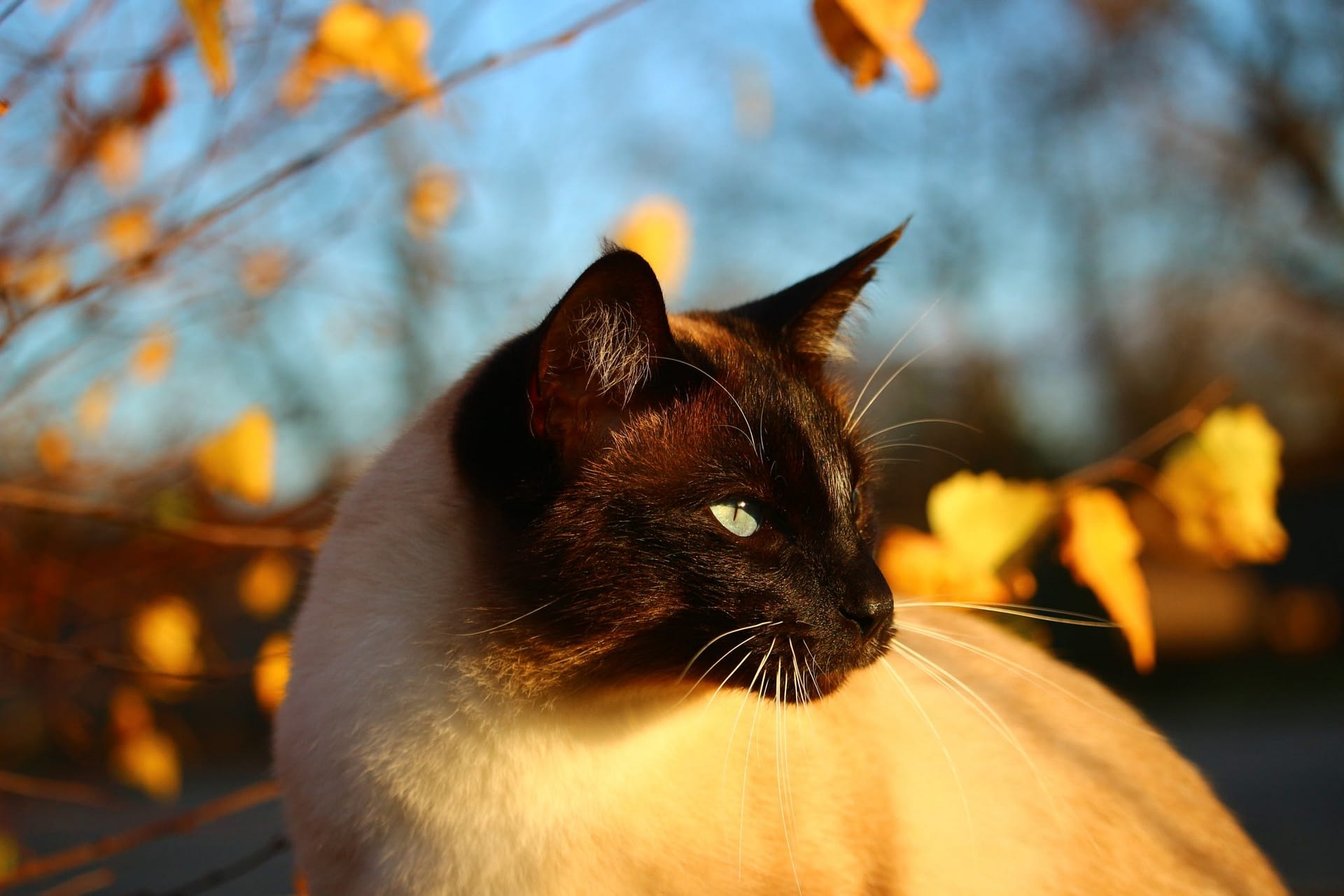 Faut Il Adopter Un Chat De Race Ou Un Chat De Gouttiere Absolument Chats