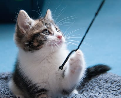 A Quoi Penser Quand On Adopte Un Chaton Absolument Chats