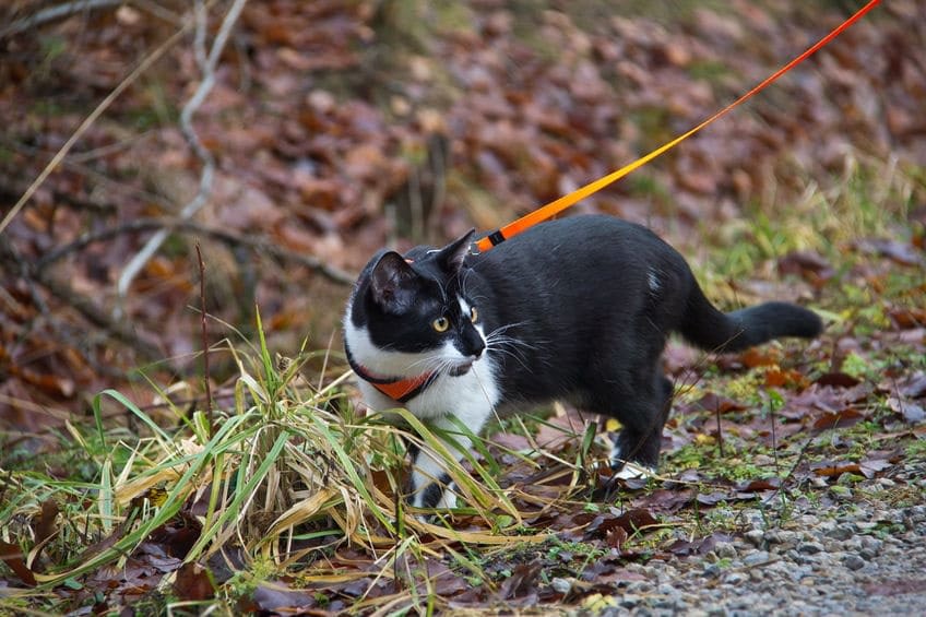 Comment Habituer Son Chat A La Laisse Absolument Chats