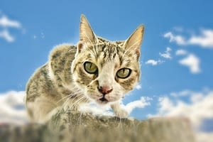 Les 3 Choses Essentielles A Savoir Pour Comprendre Le Langage Du Chat