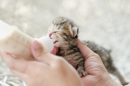 Prendre Soin D Un Chaton Orphelin Absolument Chats