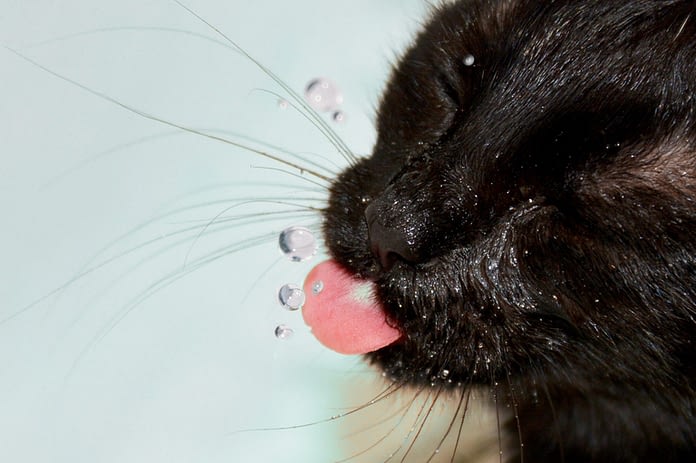 Fontaine A Eau Pour Chat Test Et Avis Absolument Chats