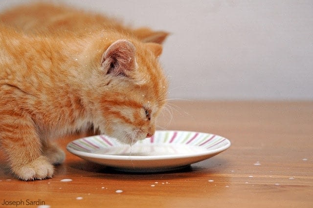 Bien Nourrir Son Chat Absolument Chats