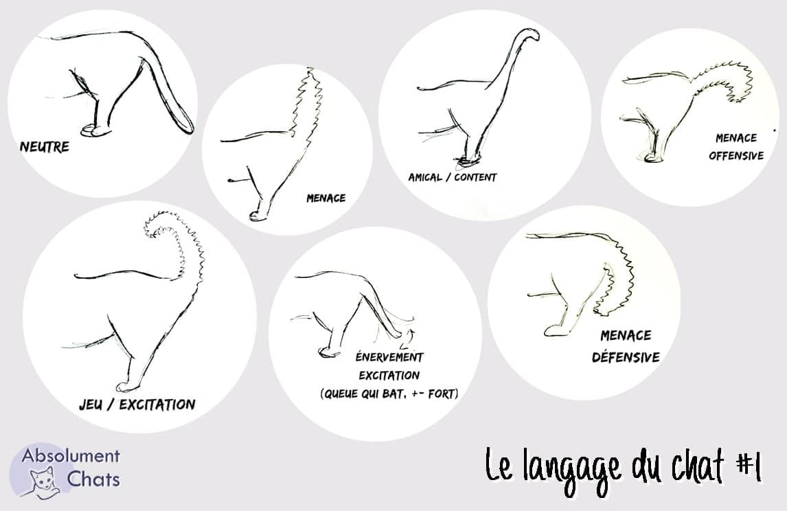 Les 3 Choses Essentielles A Savoir Pour Comprendre Le Langage Du Chat