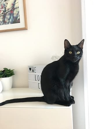 Le chat noir... toute une histoire ! - Absolument Chats