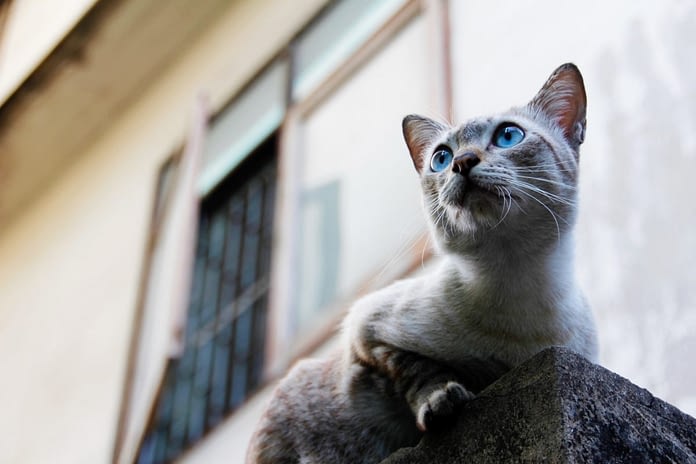 Proteger Fenetre Balcon Terrasse Pour Que Mon Chat Ne Tombe Pas Absolument Chats